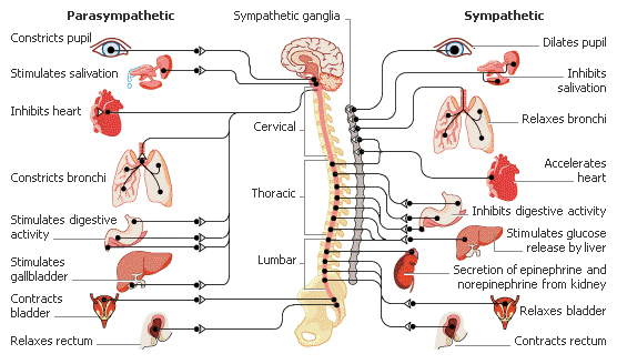 autonomic nervous system (ANS)